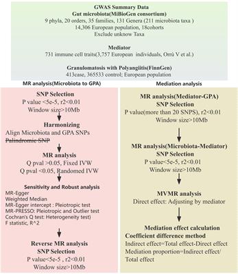 Gut microbiota and immune mediation: a Mendelian randomization study on granulomatosis with polyangiitis